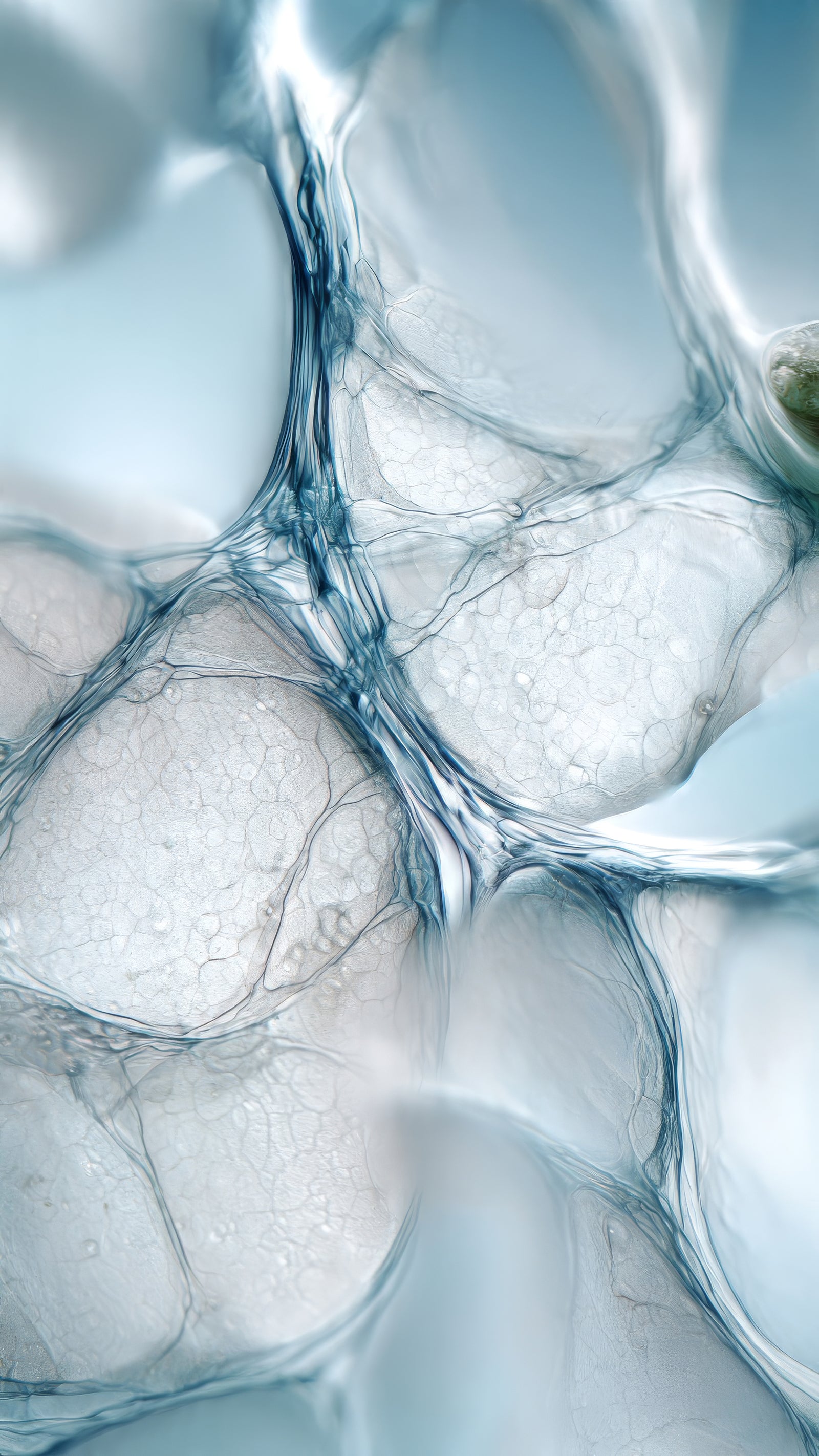 <p style="font-size: 20px;">Plant-derived Exosome</p>